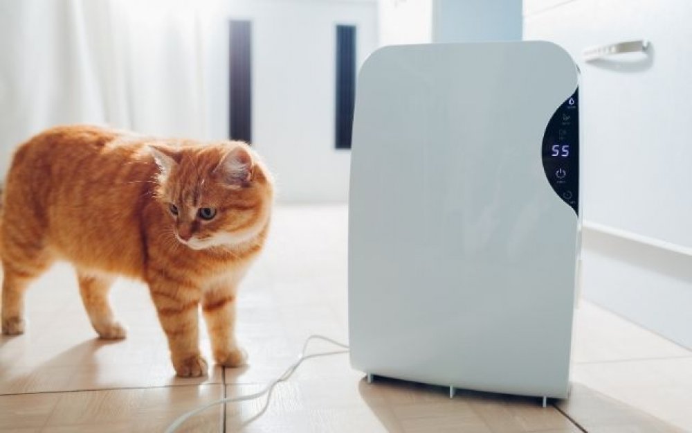 a dehumidifier next to an orange cat